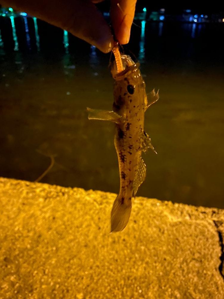 五目ガルプゲーム