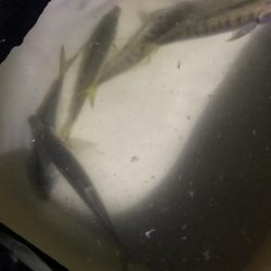 アジがつれたー♪