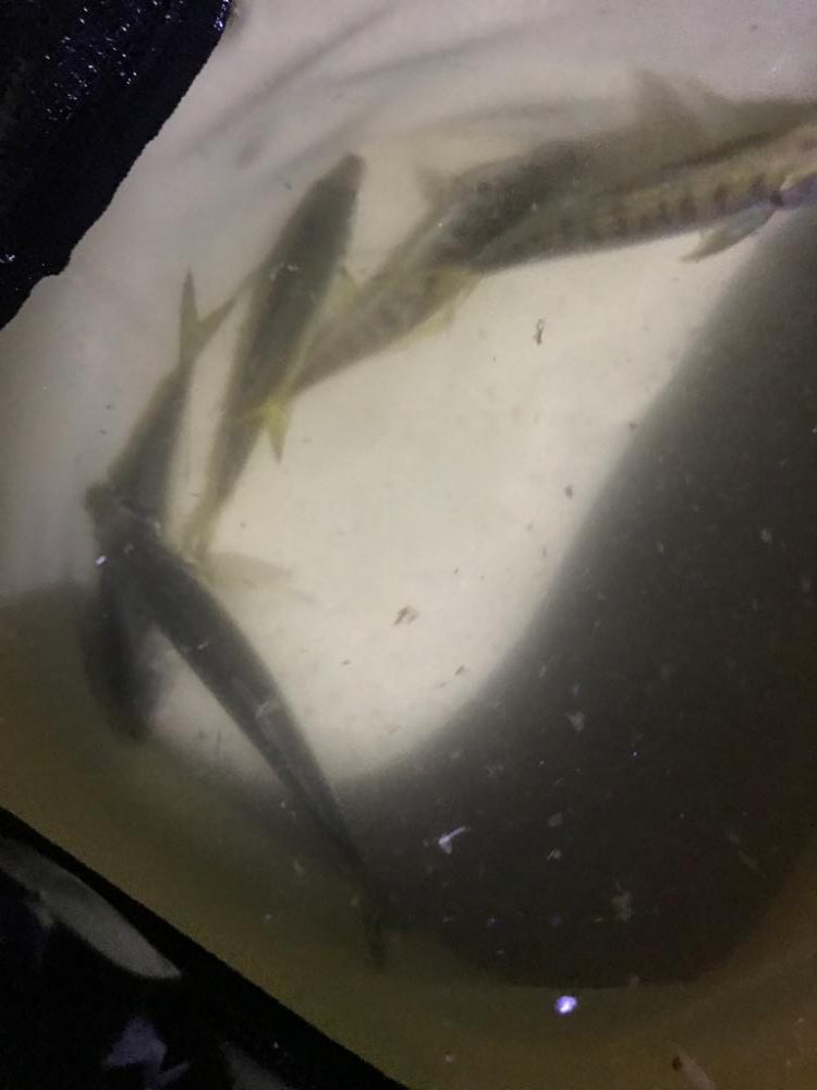 アジがつれたー♪