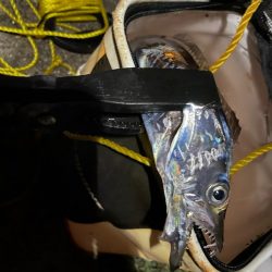 今年初の太刀魚釣行