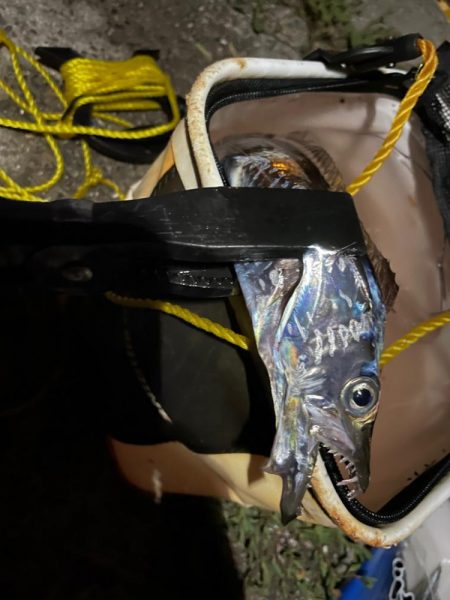 今年初の太刀魚釣行