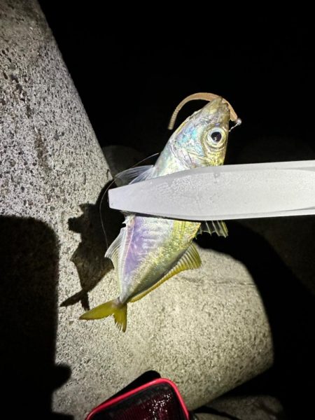 久々のジグ単アジング