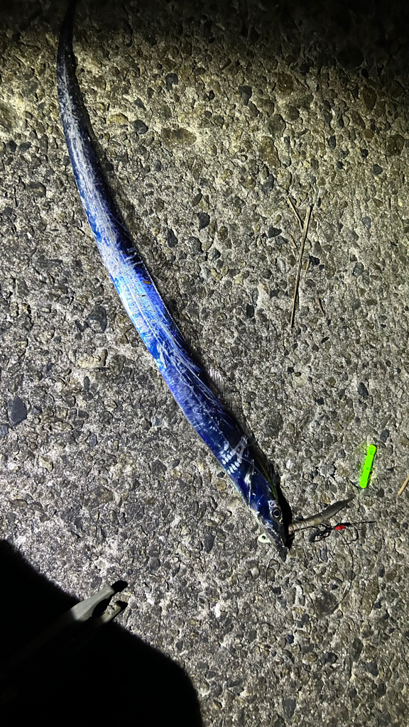 今季初タチウオ