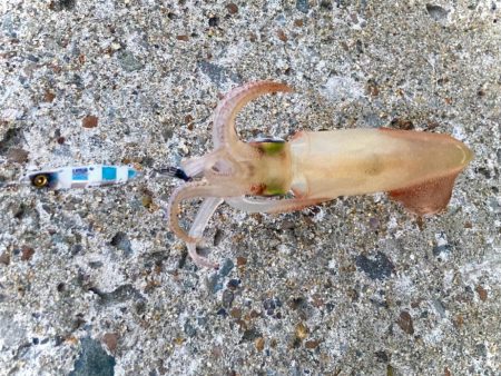 ケンサキイカゲットにゃ！