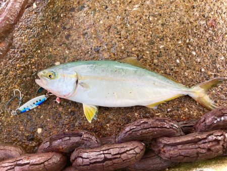 リアル魚鱗頼みにゃ！