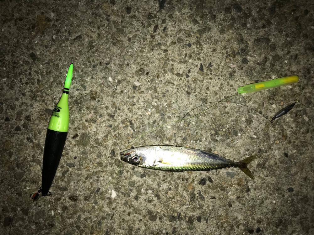 太刀魚調査