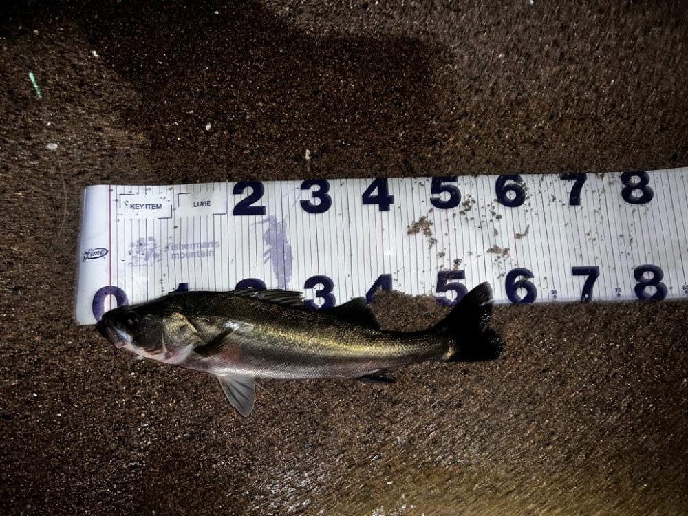 ベイトシーバス