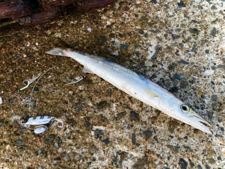 豆マキマキでカマス攻略にゃ！