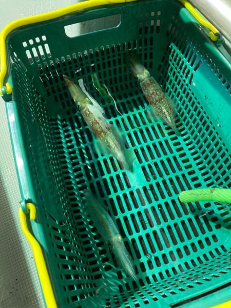 イカメタルin大分