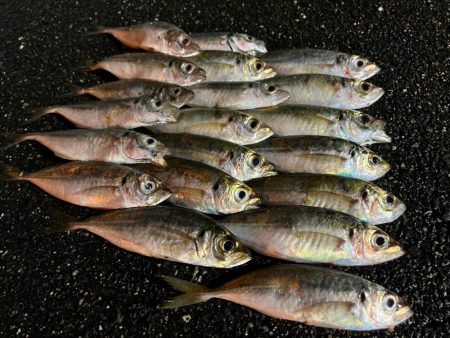 鯵を探して三千里 Vol.59