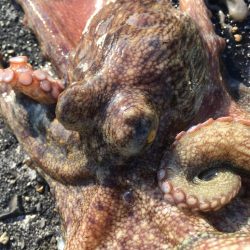 【タコフィネス】タコ4杯（計1.4kg）