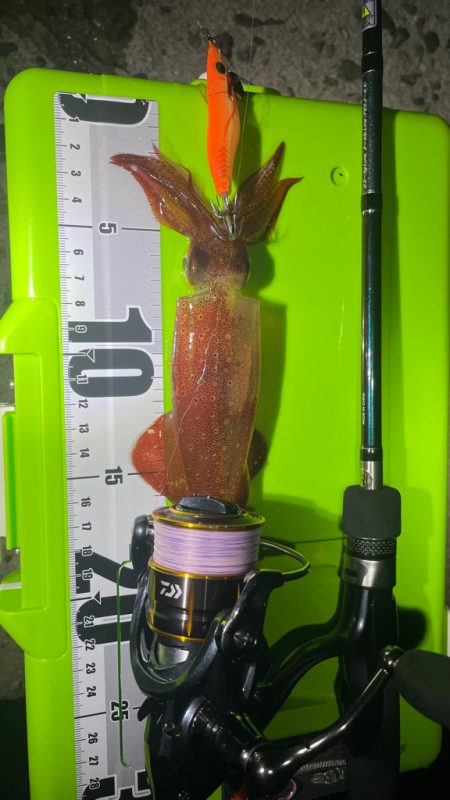 SSKさん！ケンサキ釣れてますよ〜♪