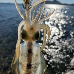 本日も新子調査