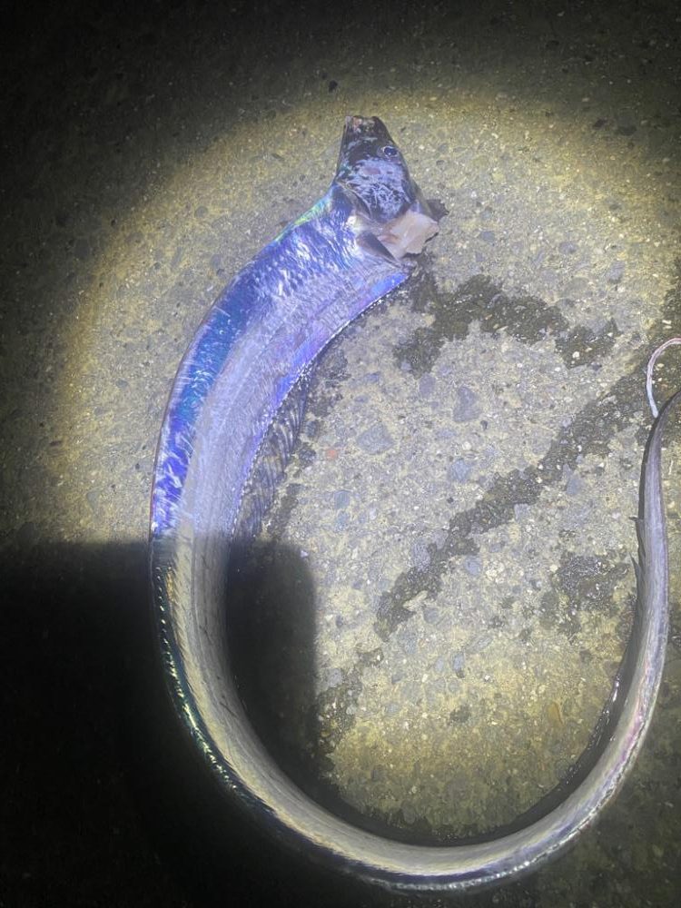 まさかのワームで4本太刀魚！！