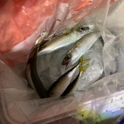 南芦屋浜オープン