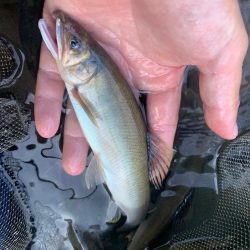 鮎釣り