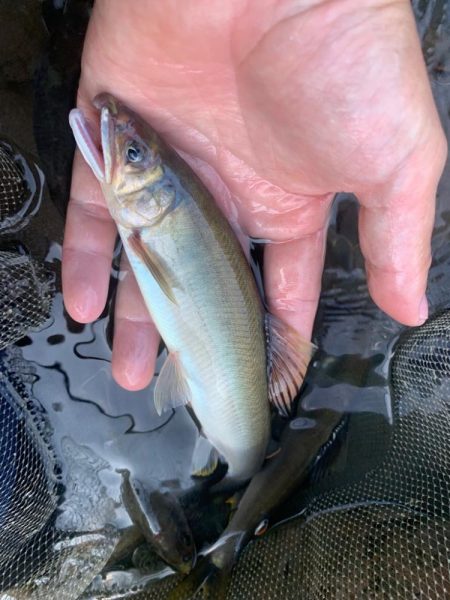 鮎釣り