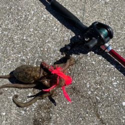 タコ釣り