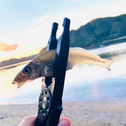 良型のキスゲット😙