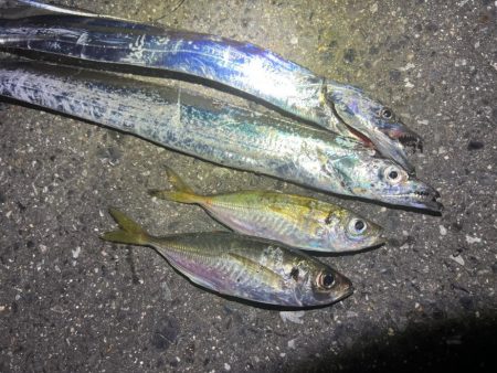 鯵を探して三千里 Vol.72