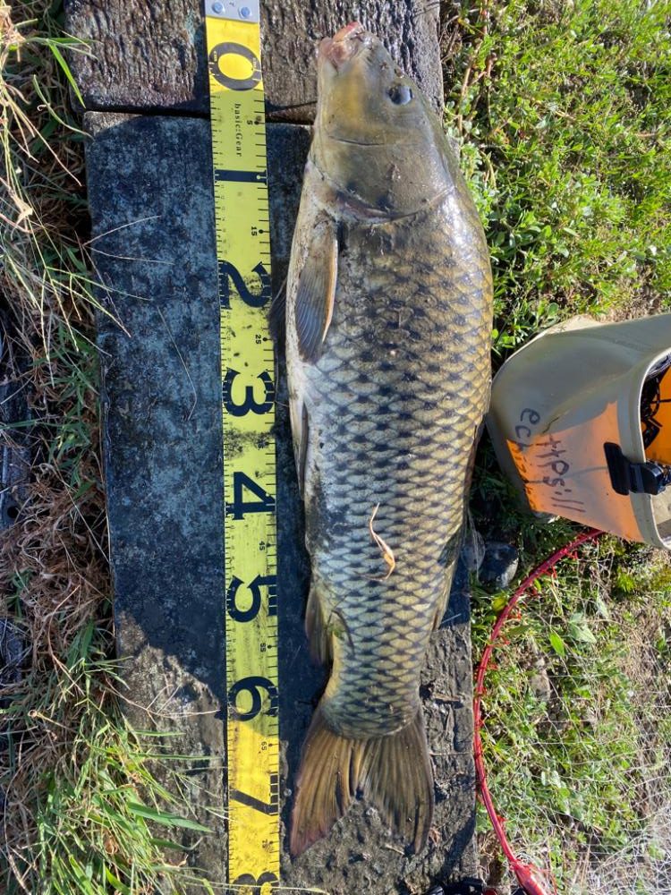 延べ竿で80アップ！