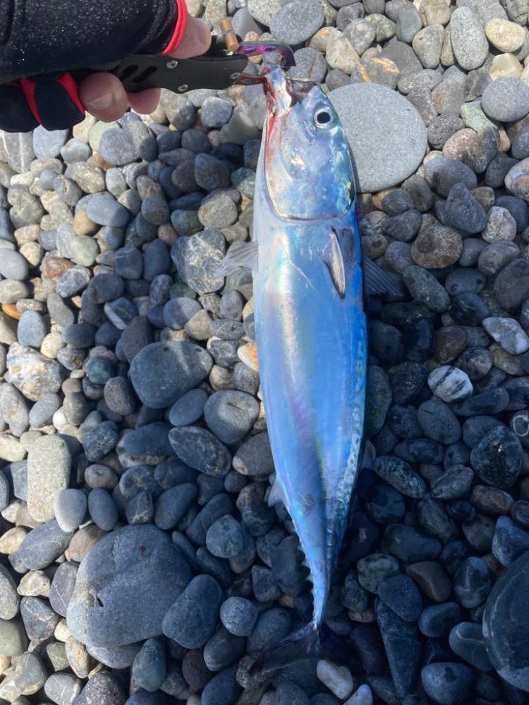 ショアジギング