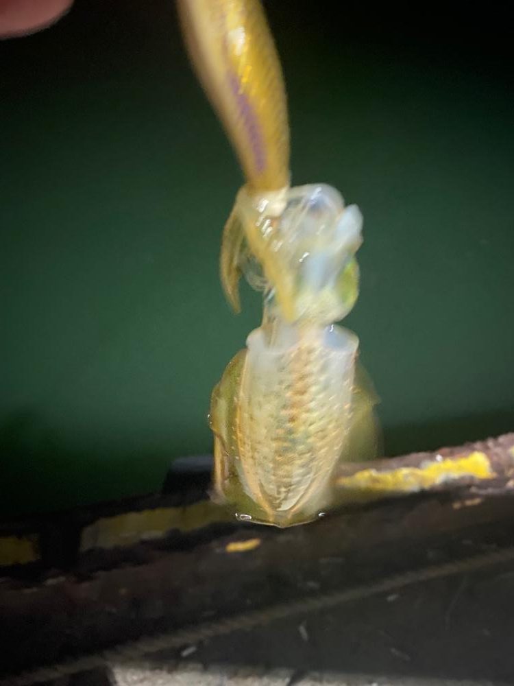 アオリ新子の調査