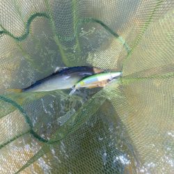 アユイング……？