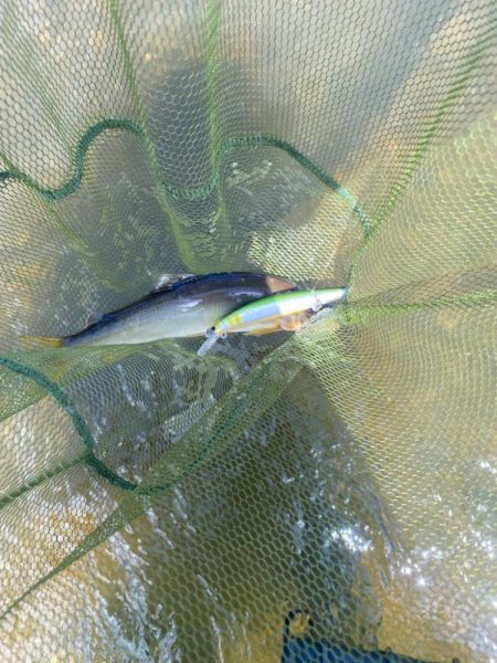 アユイング……？