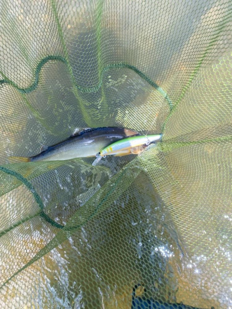 アユイング……？