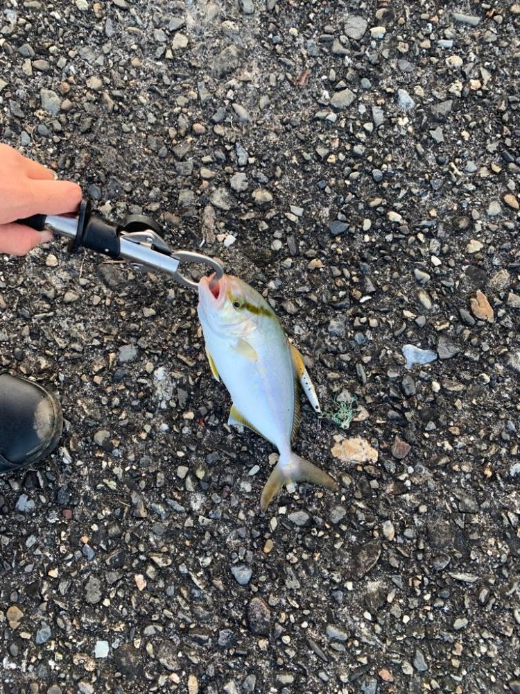 青物求めて南伊勢ッ