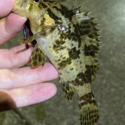 お手軽ライトロックフィッシュ