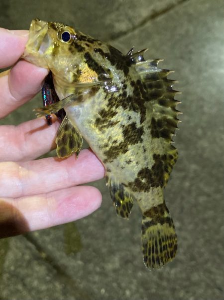 お手軽ライトロックフィッシュ