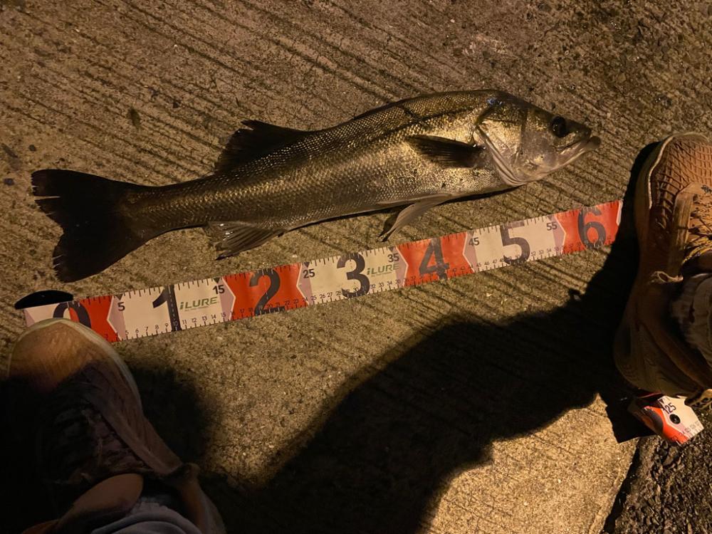 シーバス釣行