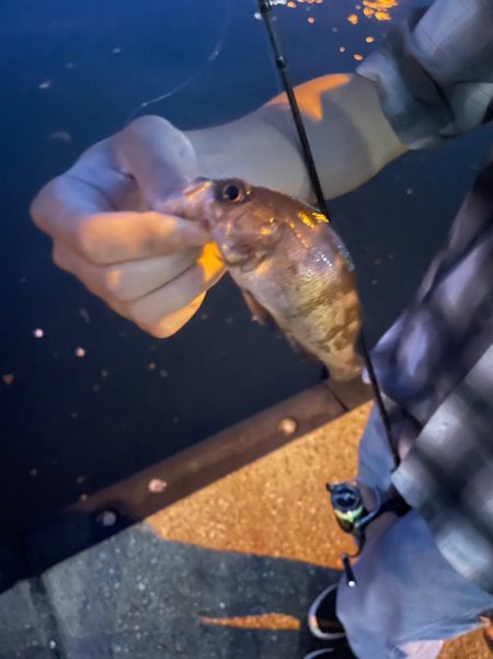 パワーイソメでカサゴメバル狙いin垂水漁港…