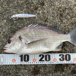 朝マヅメキビレ