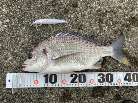 朝マヅメキビレ