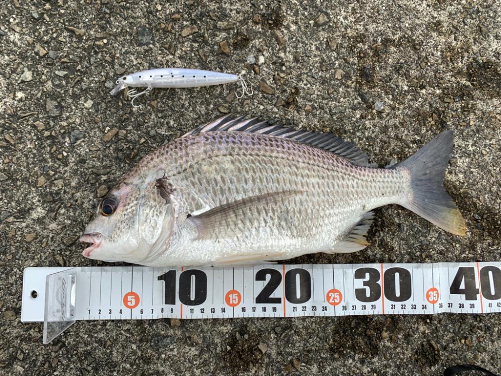 朝マヅメキビレ