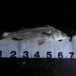 いなっこパターン