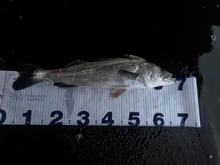 いなっこパターン