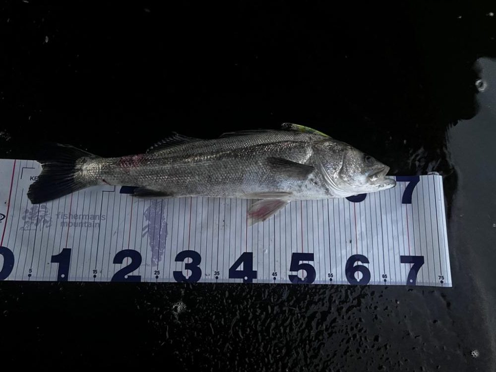 いなっこパターン