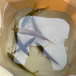 ファミリーフィッシング