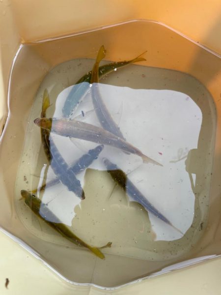 ファミリーフィッシング