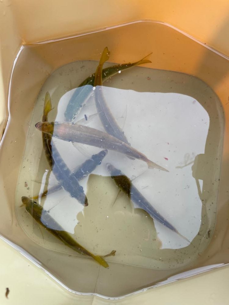 ファミリーフィッシング