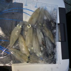 波止からケンサキイカ