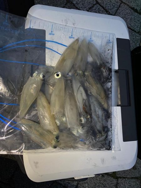 波止からケンサキイカ