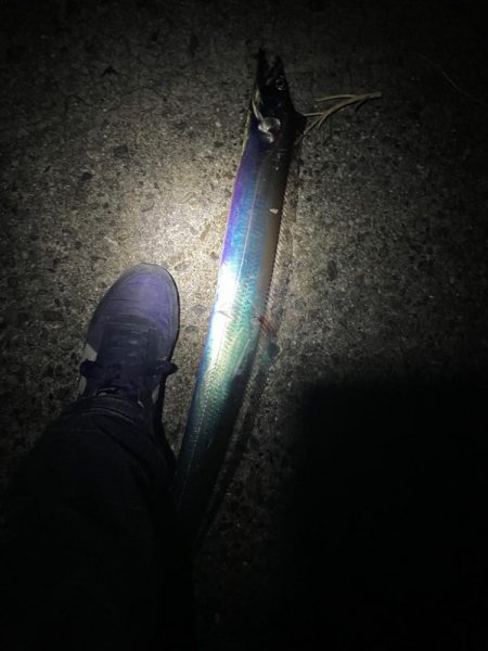 太刀魚調査に行ってきました。