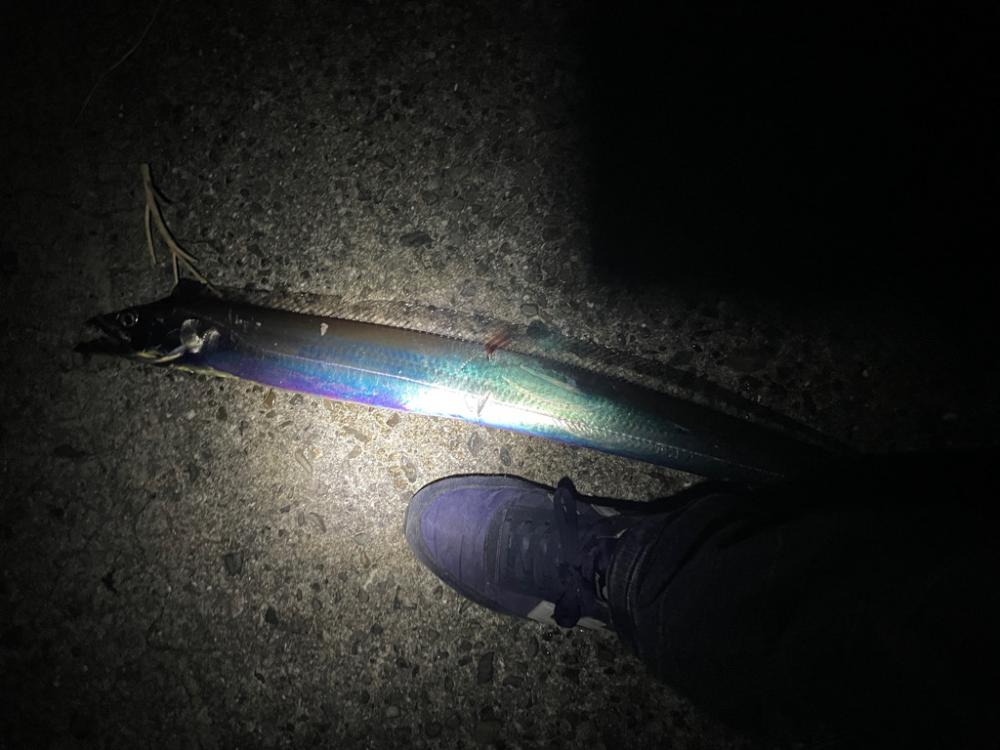 太刀魚調査に行ってきました。
