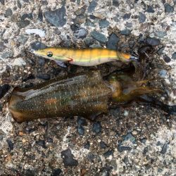 新子はどうかな？