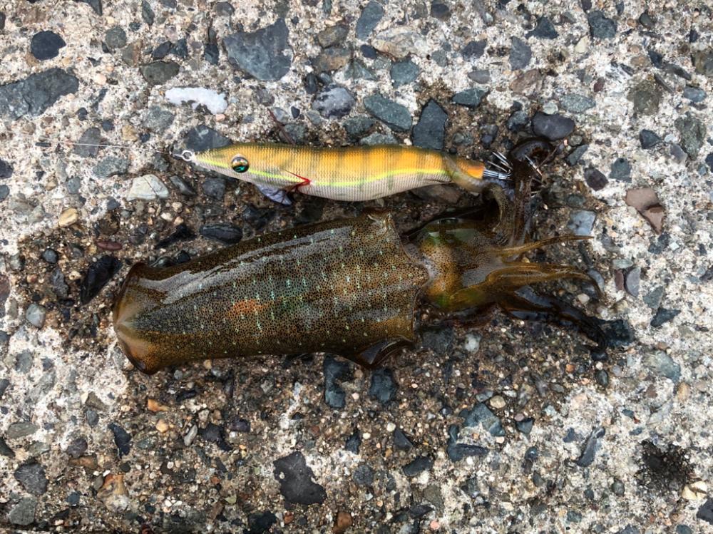 新子はどうかな?